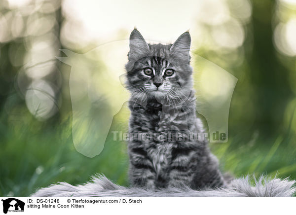 sitting Maine Coon Kitten / DS-01248