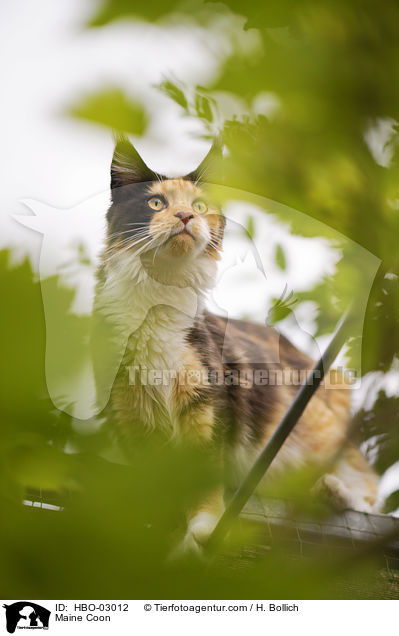 Maine Coon / Maine Coon / HBO-03012