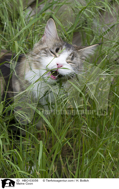 Maine Coon / Maine Coon / HBO-03056