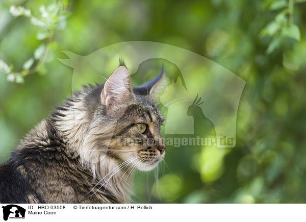 Maine Coon / HBO-03508