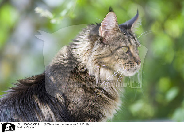 Maine Coon / HBO-03509