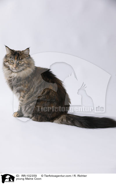 young Maine Coon / RR-102359