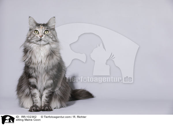 sitting Maine Coon / RR-102362