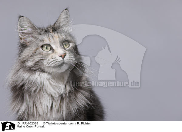 Maine Coon Portrait / RR-102363