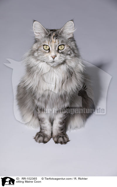 sitting Maine Coon / RR-102365
