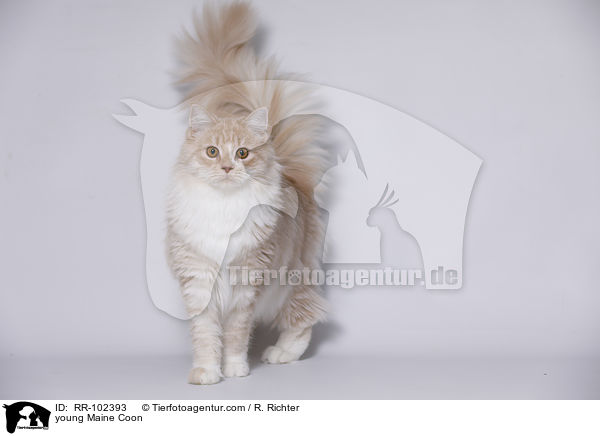 junge Maine Coon / young Maine Coon / RR-102393
