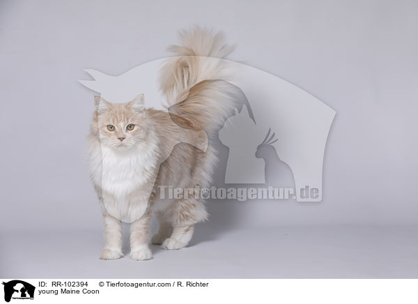 junge Maine Coon / young Maine Coon / RR-102394