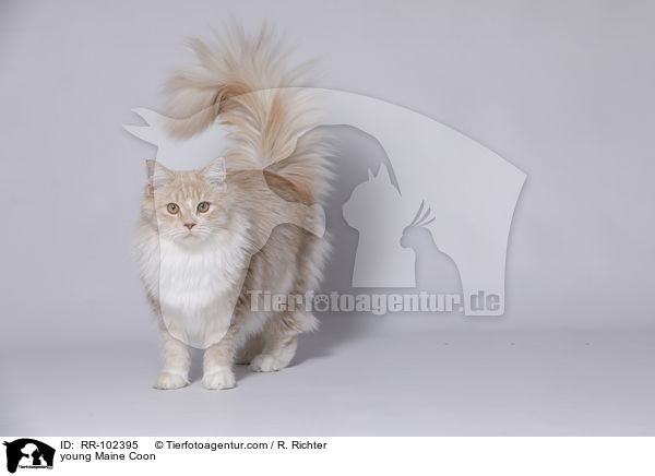 young Maine Coon / RR-102395