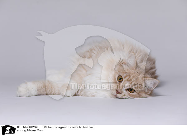 junge Maine Coon / young Maine Coon / RR-102396