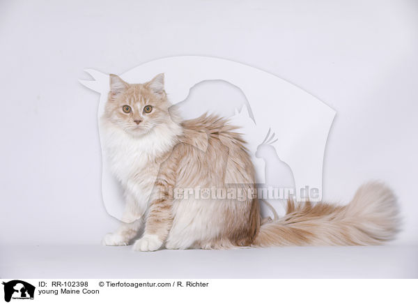 young Maine Coon / RR-102398