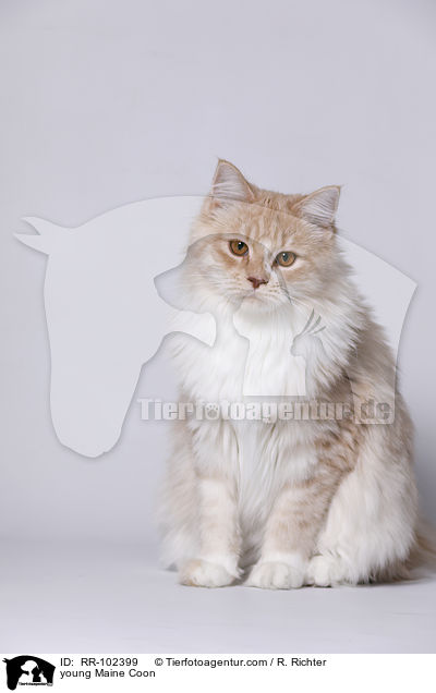young Maine Coon / RR-102399