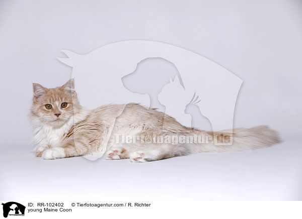 junge Maine Coon / young Maine Coon / RR-102402