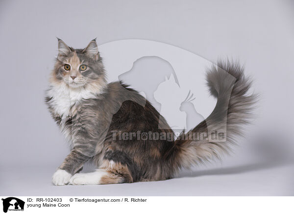 young Maine Coon / RR-102403