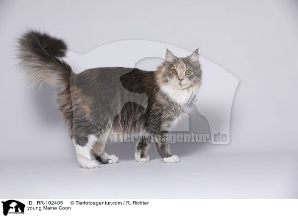 young Maine Coon / RR-102405