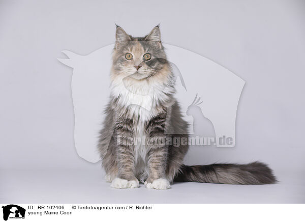 young Maine Coon / RR-102406