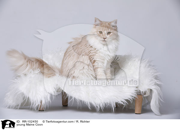 junge Maine Coon / young Maine Coon / RR-102450