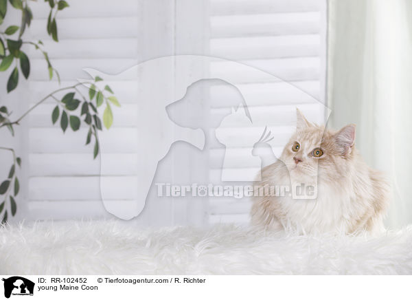 junge Maine Coon / young Maine Coon / RR-102452
