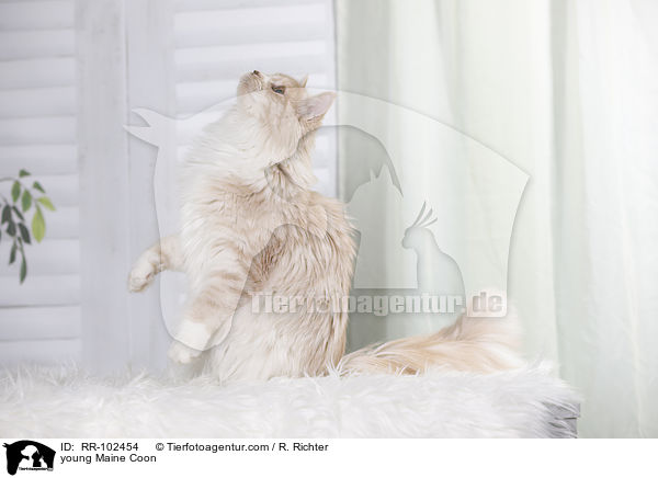 junge Maine Coon / young Maine Coon / RR-102454