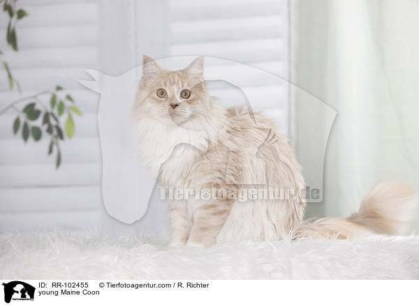 junge Maine Coon / young Maine Coon / RR-102455