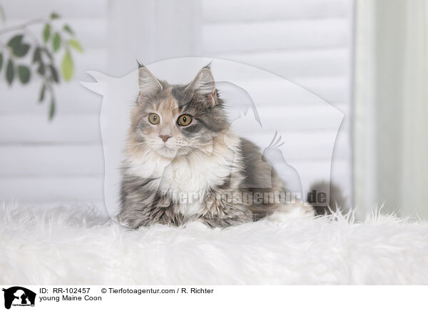 junge Maine Coon / young Maine Coon / RR-102457