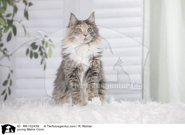 junge Maine Coon / young Maine Coon / RR-102459
