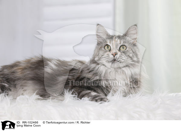 liegende Maine Coon / lying Maine Coon / RR-102466