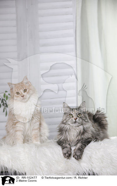 2 Maine Coons / 2 Maine Coons / RR-102477