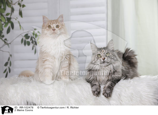 2 Maine Coons / 2 Maine Coons / RR-102478
