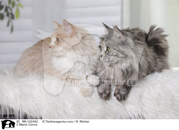 2 Maine Coons / 2 Maine Coons / RR-102482