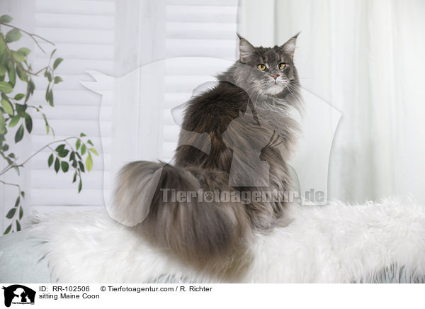 sitzende Maine Coon / sitting Maine Coon / RR-102506