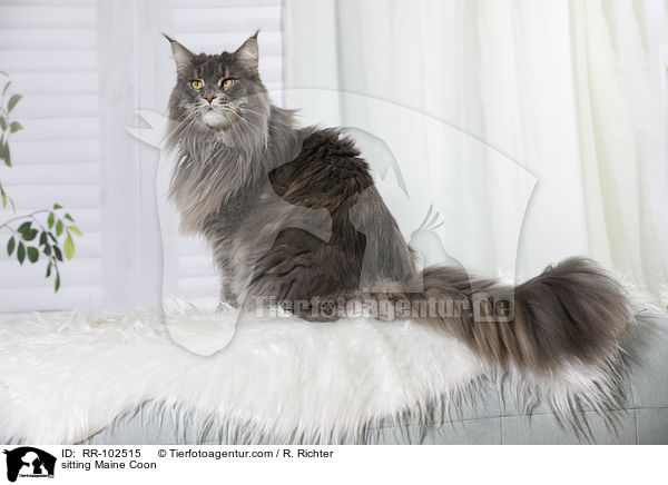 sitzende Maine Coon / sitting Maine Coon / RR-102515