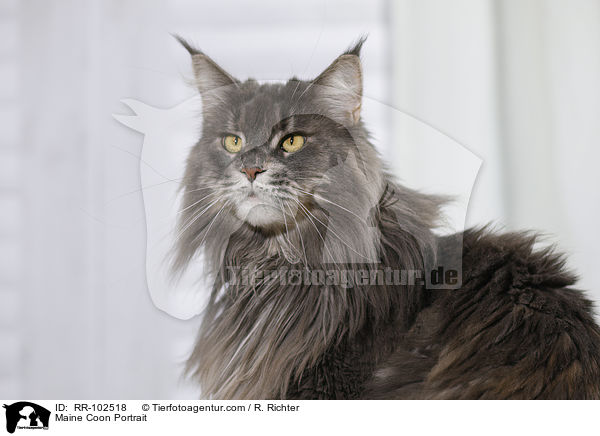 Maine Coon Portrait / Maine Coon Portrait / RR-102518