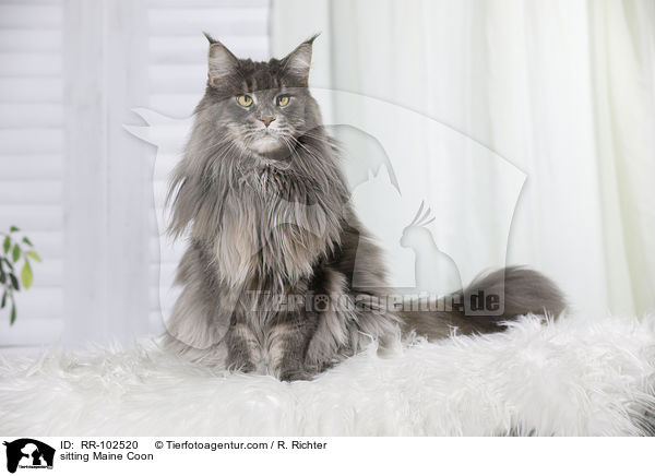 sitzende Maine Coon / sitting Maine Coon / RR-102520