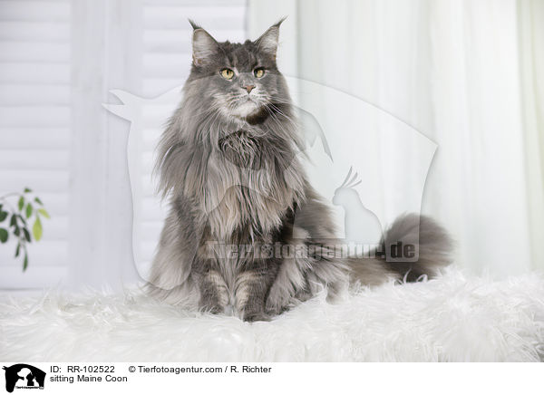 sitzende Maine Coon / sitting Maine Coon / RR-102522