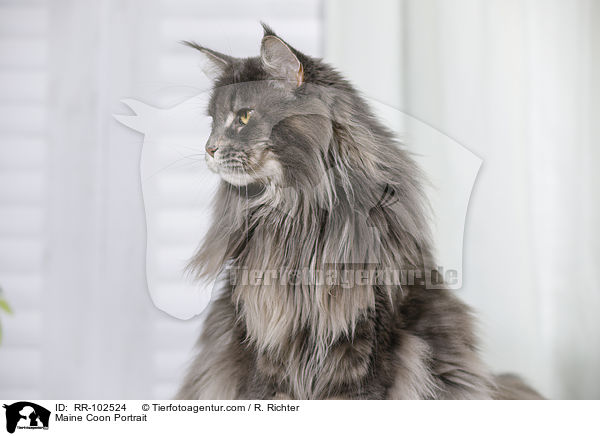 Maine Coon Portrait / Maine Coon Portrait / RR-102524