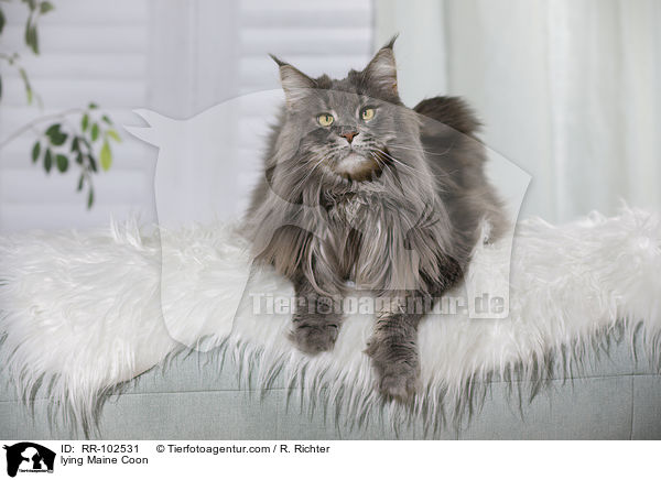 lying Maine Coon / RR-102531