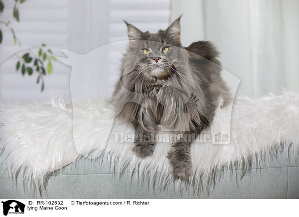 lying Maine Coon / RR-102532