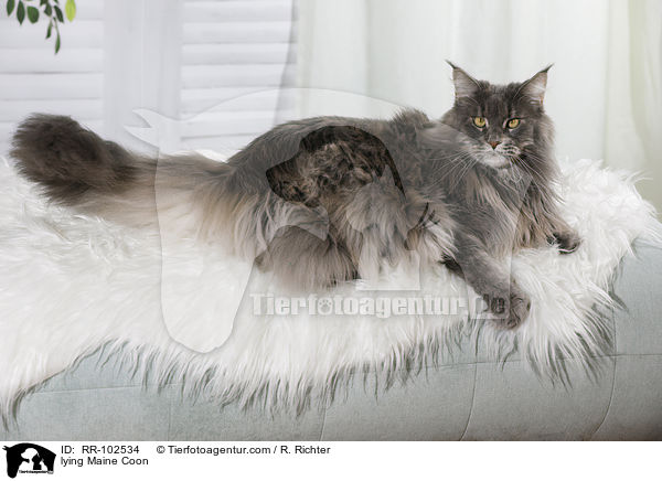 lying Maine Coon / RR-102534