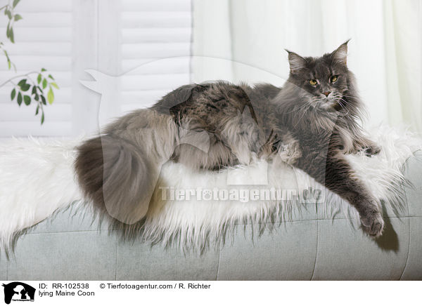 lying Maine Coon / RR-102538