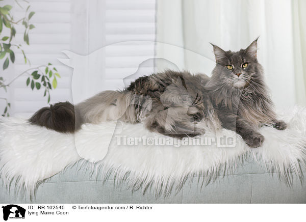 liegende Maine Coon / lying Maine Coon / RR-102540