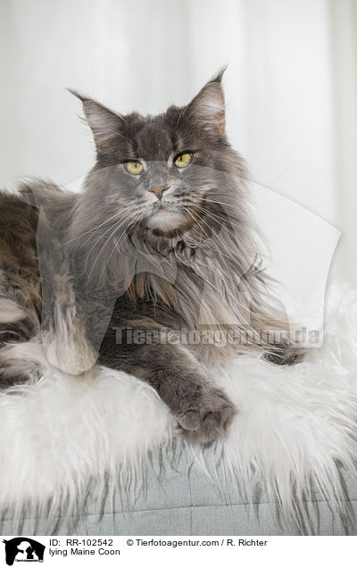 lying Maine Coon / RR-102542