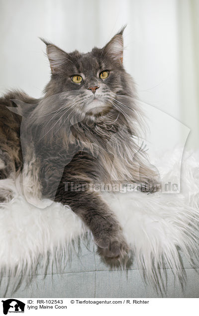 lying Maine Coon / RR-102543