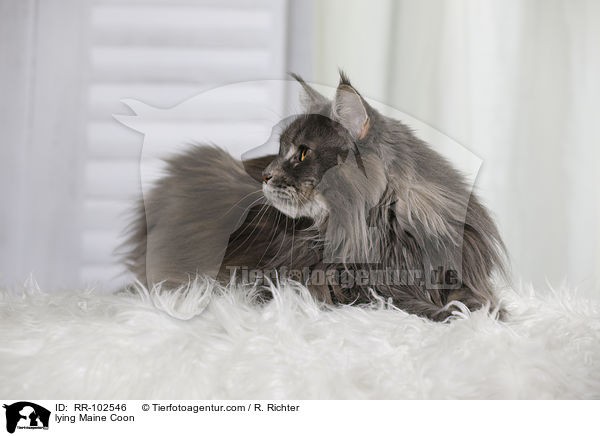 lying Maine Coon / RR-102546