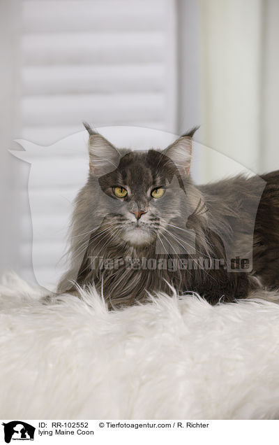 lying Maine Coon / RR-102552