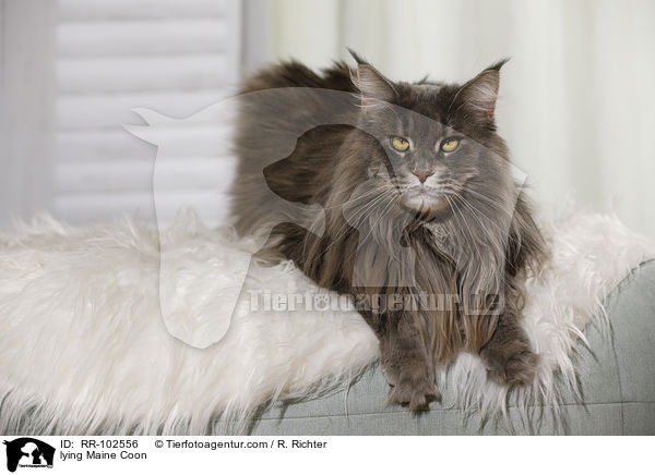liegende Maine Coon / lying Maine Coon / RR-102556
