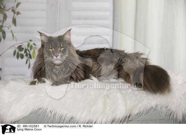 lying Maine Coon / RR-102561