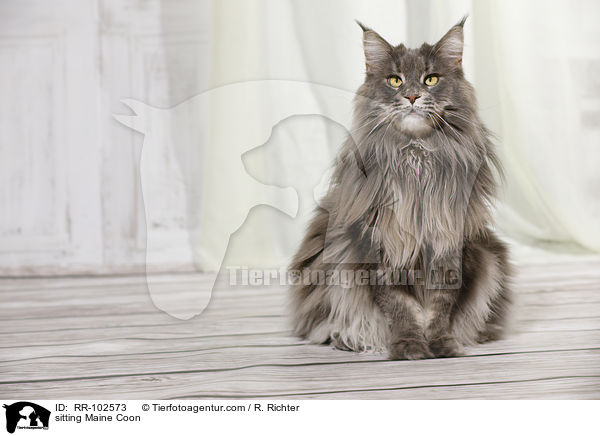 sitting Maine Coon / RR-102573