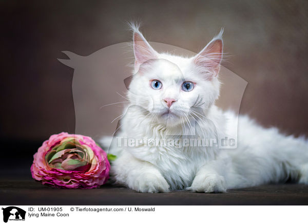 lying Maine Coon / UM-01905