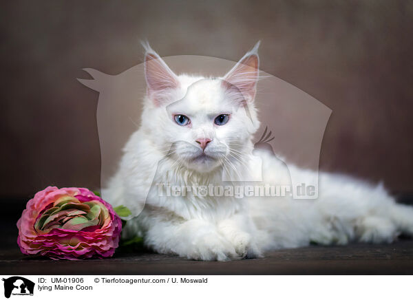 lying Maine Coon / UM-01906