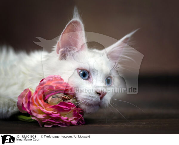 lying Maine Coon / UM-01908
